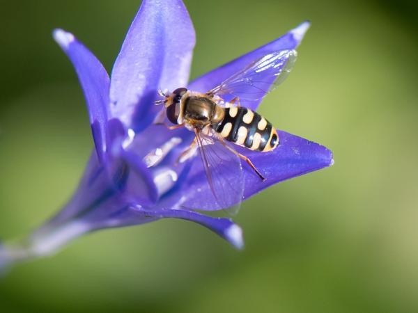 <h3>Eupeodes corollae /  / Terrasjes‑kommazweefvlieg</h3>
